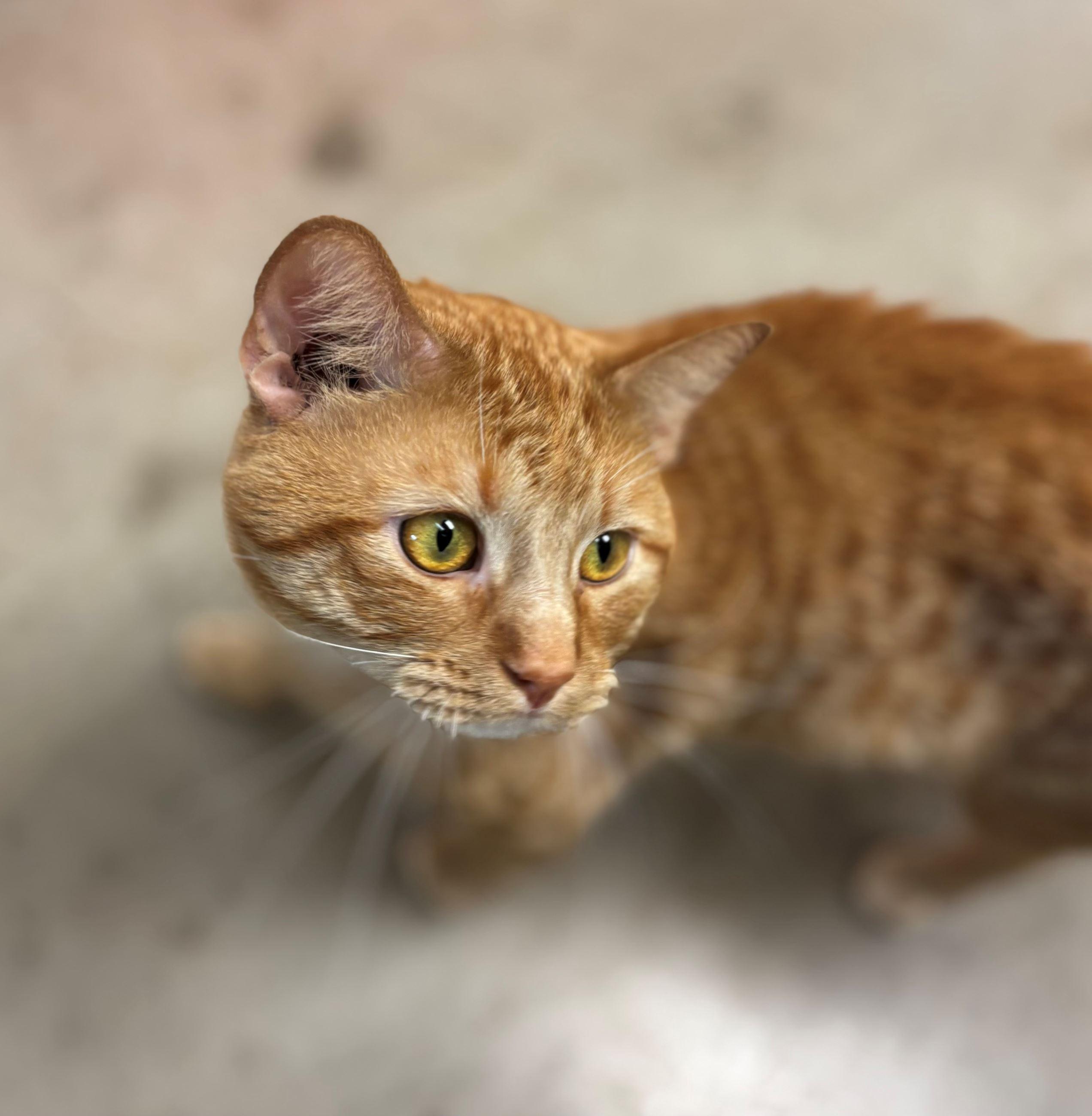 Benny, Young Male Domestic Short Hair