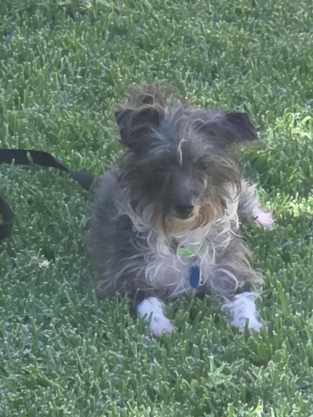 Shelby, ADOPTABLE, Young Female Terrier.