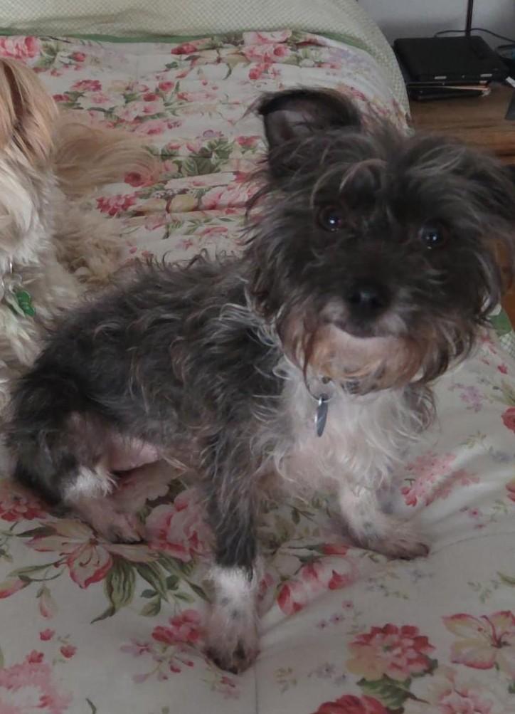 Shelby, adopted, Young Female Terrier.