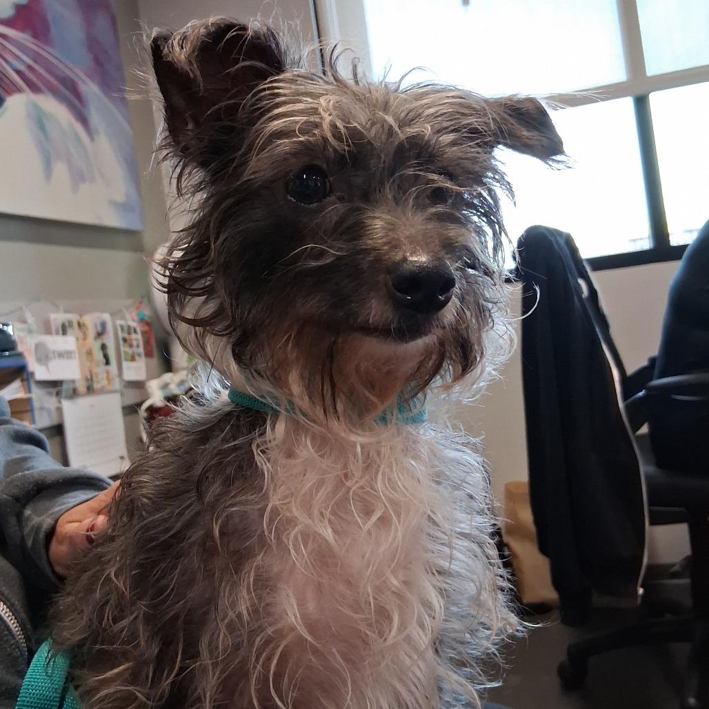 Enlarge Shelby, a ADOPTABLE Terrier in Studio City, CA image 2/3
