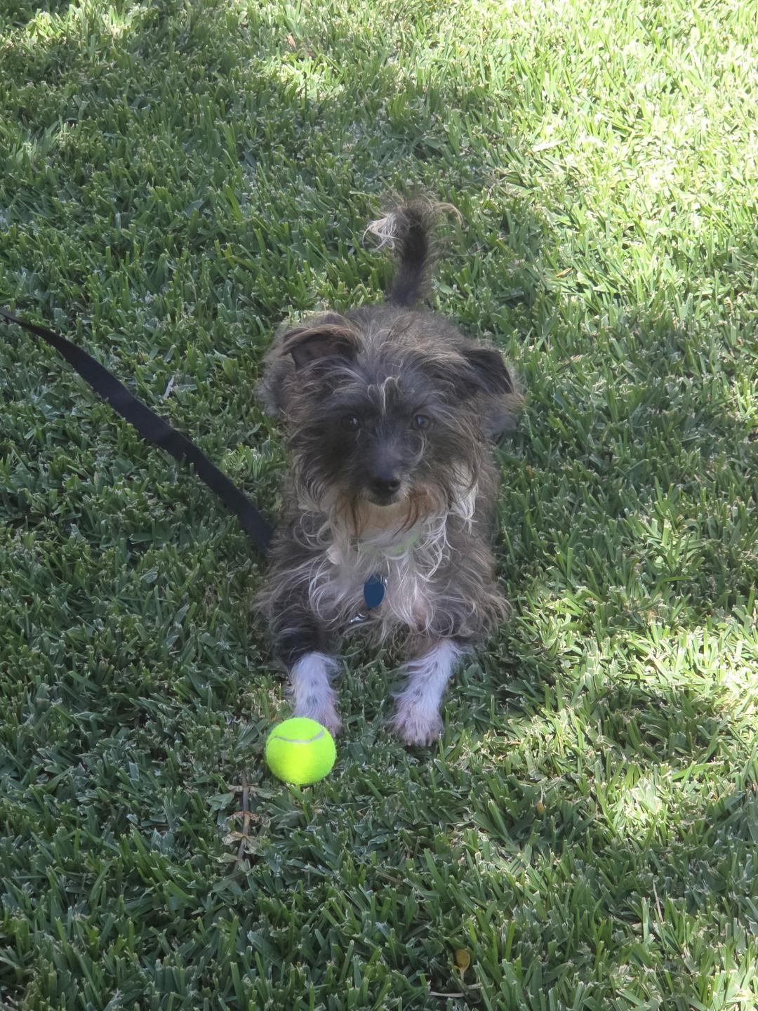 Enlarge Shelby, a ADOPTABLE Terrier in Studio City, CA image 3/3