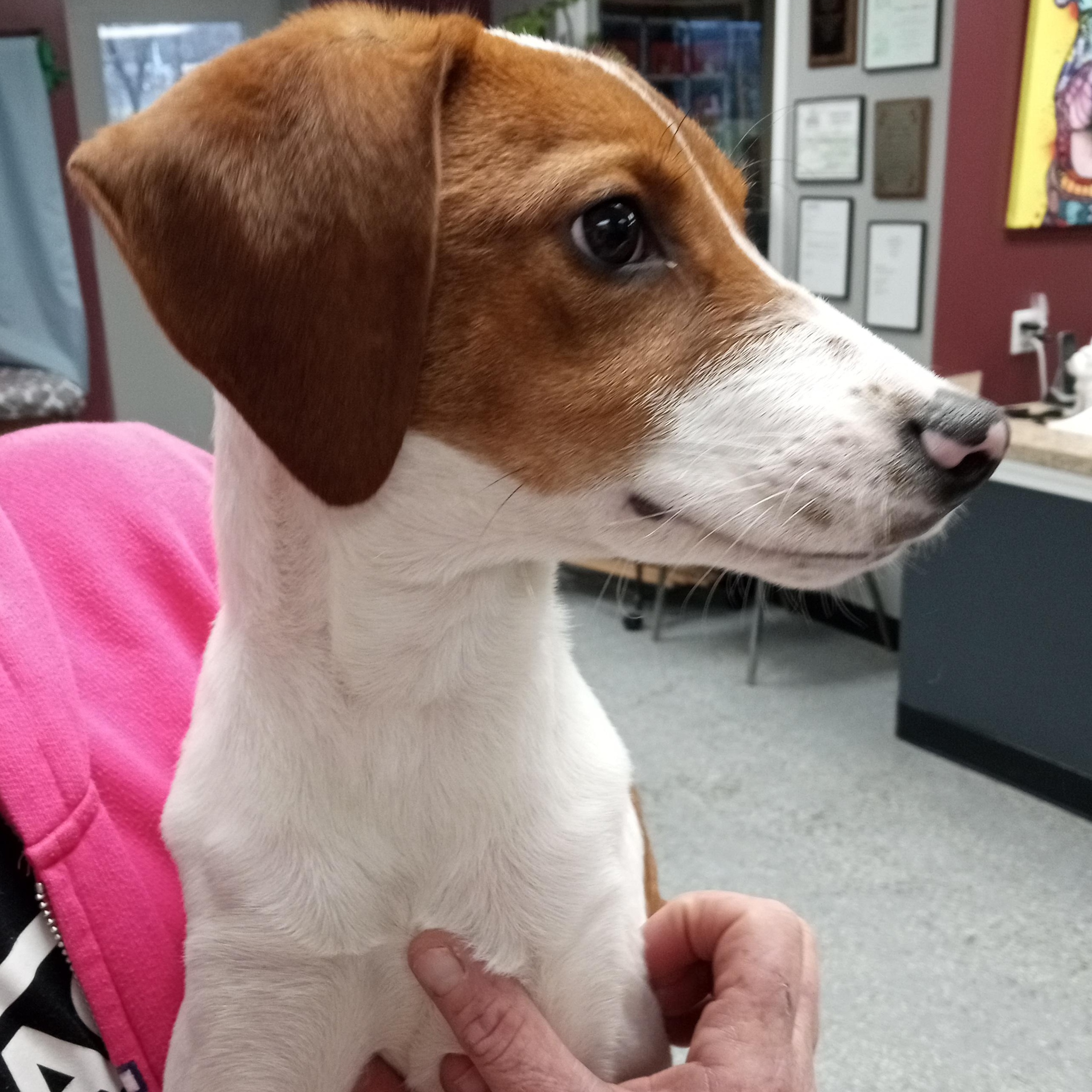 Maple, ADOPTABLE, Puppy Female Fox Terrier.