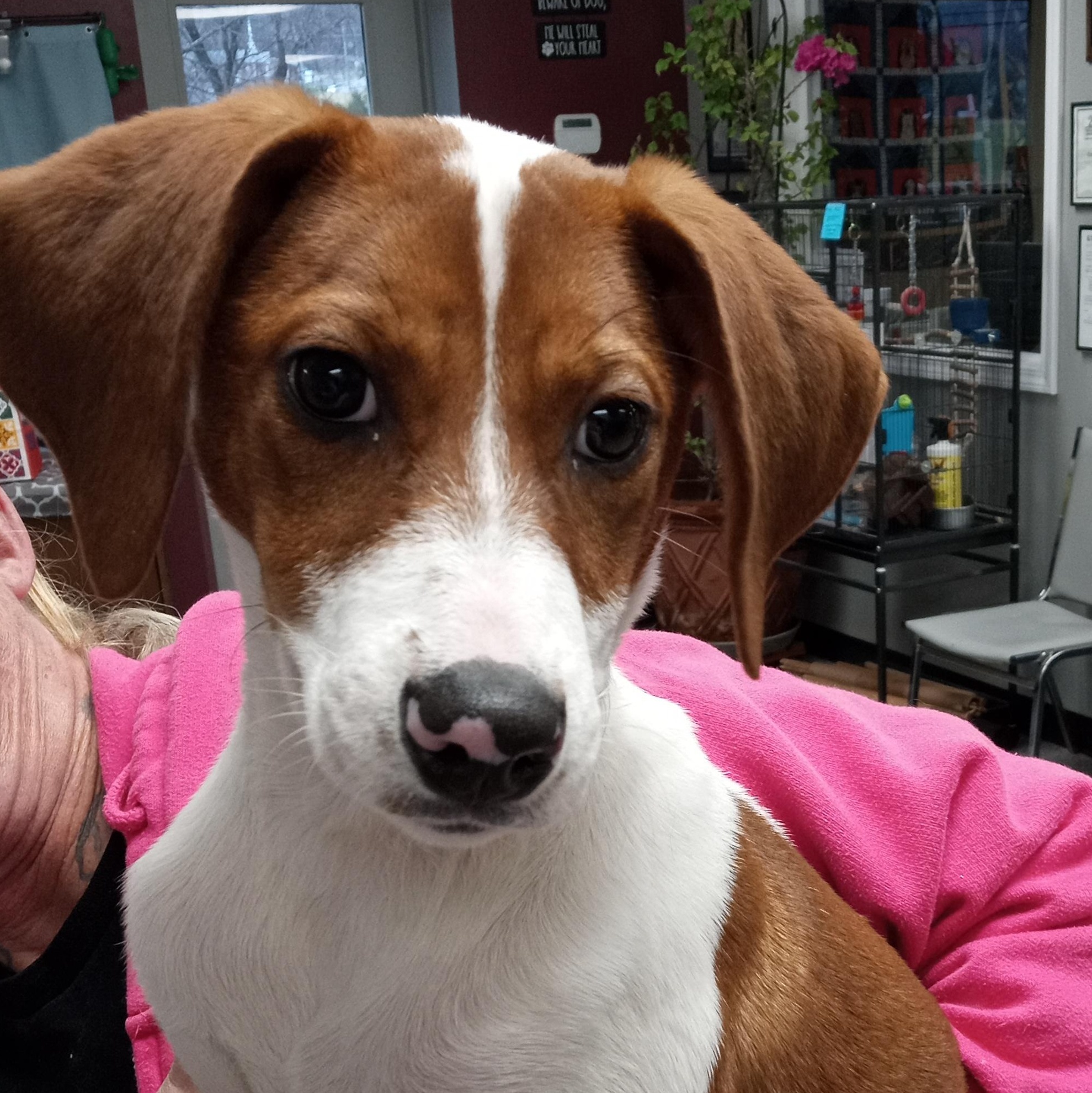 Maple, a ADOPTABLE mixed breed in Maynardville, TN image 2/2