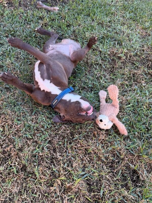 Preston Bunny Certified Squish Boya — thumbnail 3