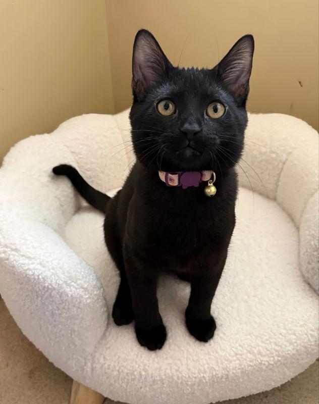 Nile, Adopted, Young Male Bombay & Domestic Short Hair.