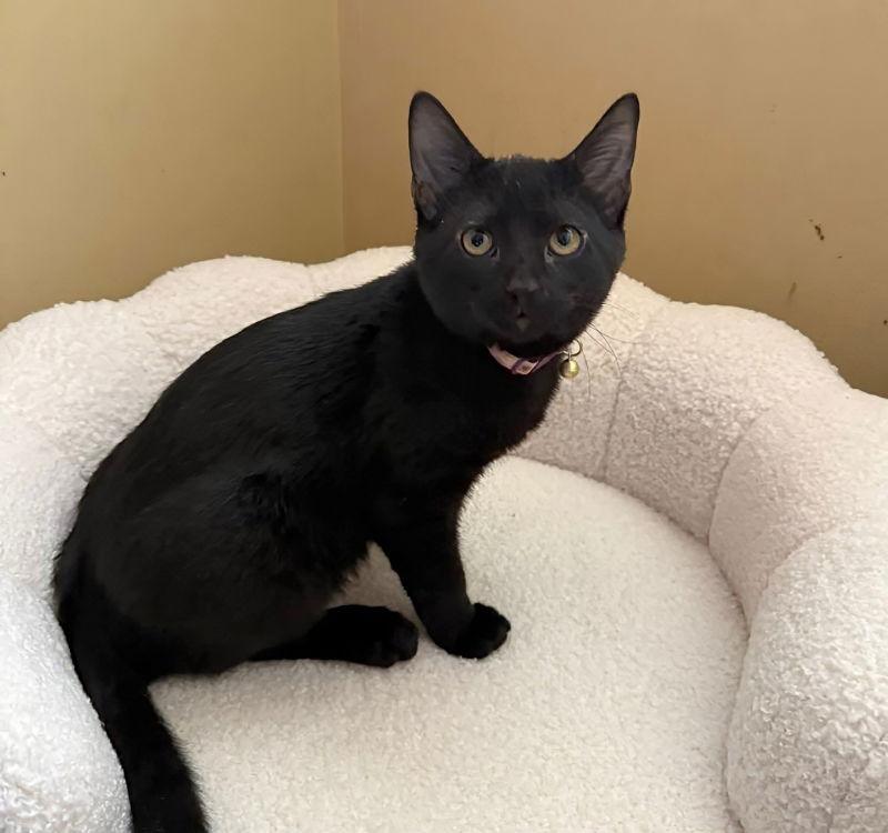 Nile, a Adopted mixed breed in Knoxville, TN image 3/3