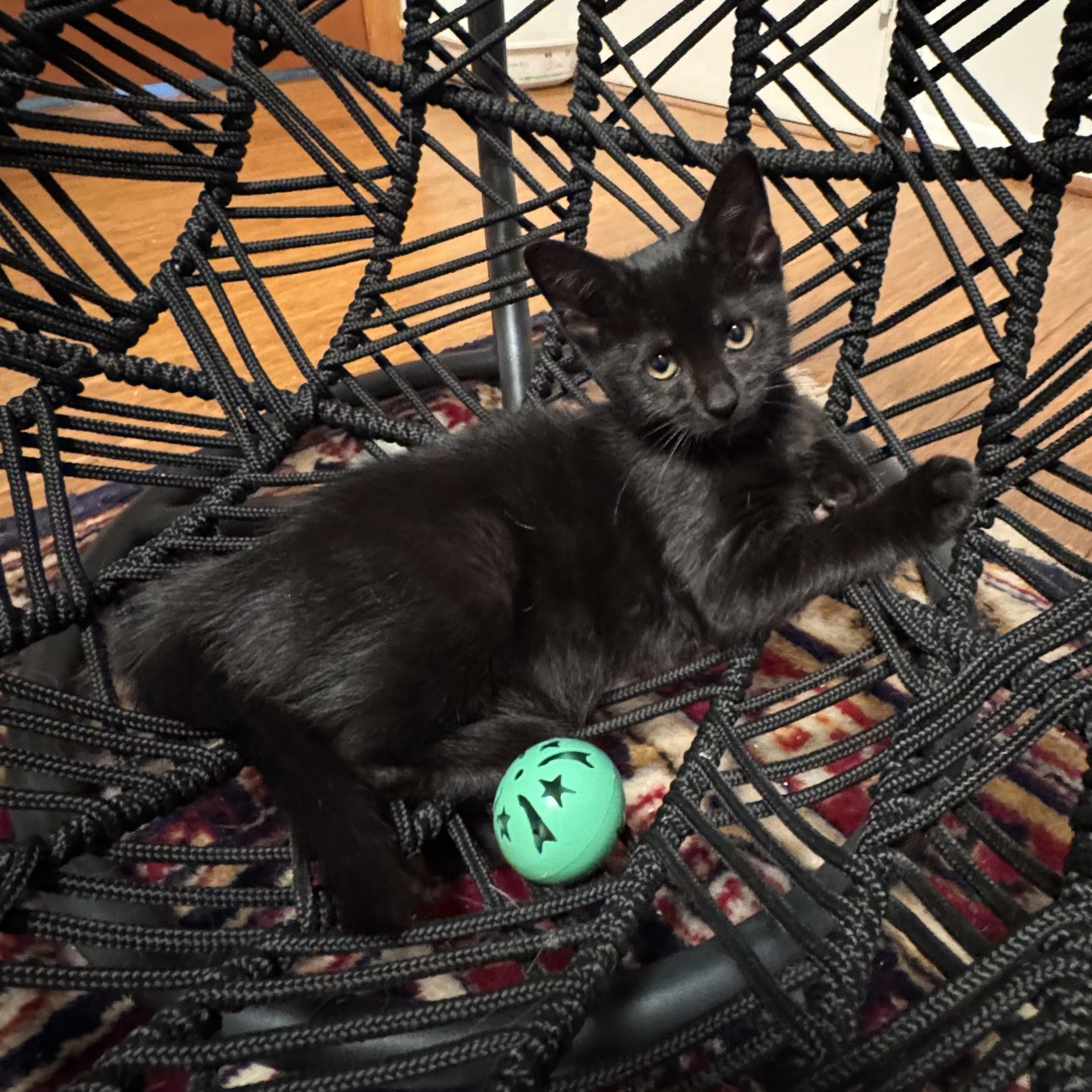 Enlarge Luna, a ADOPTABLE Domestic Short Hair in East Northport, NY image 5/6