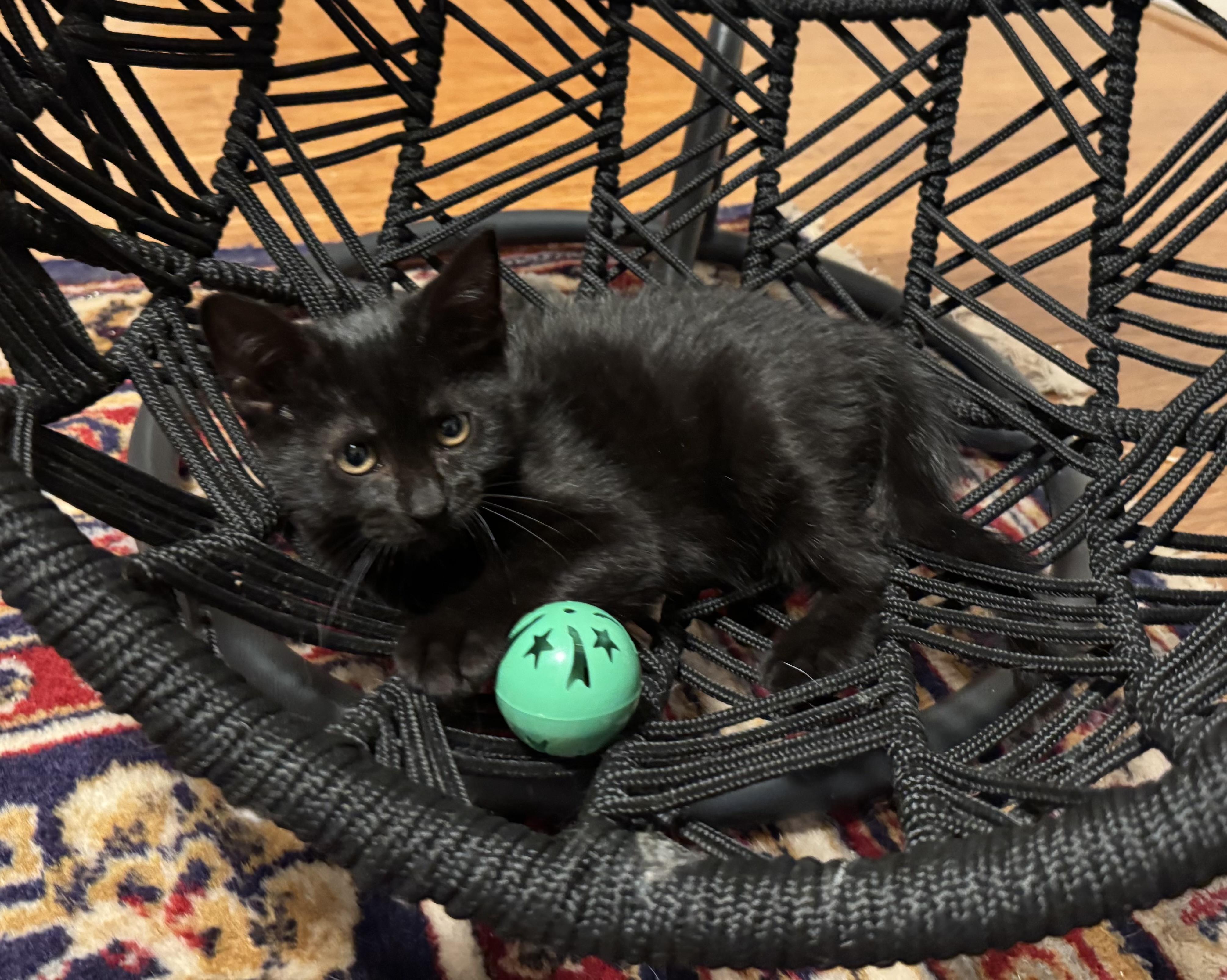 Enlarge Luna, a ADOPTABLE Domestic Short Hair in East Northport, NY image 1/6