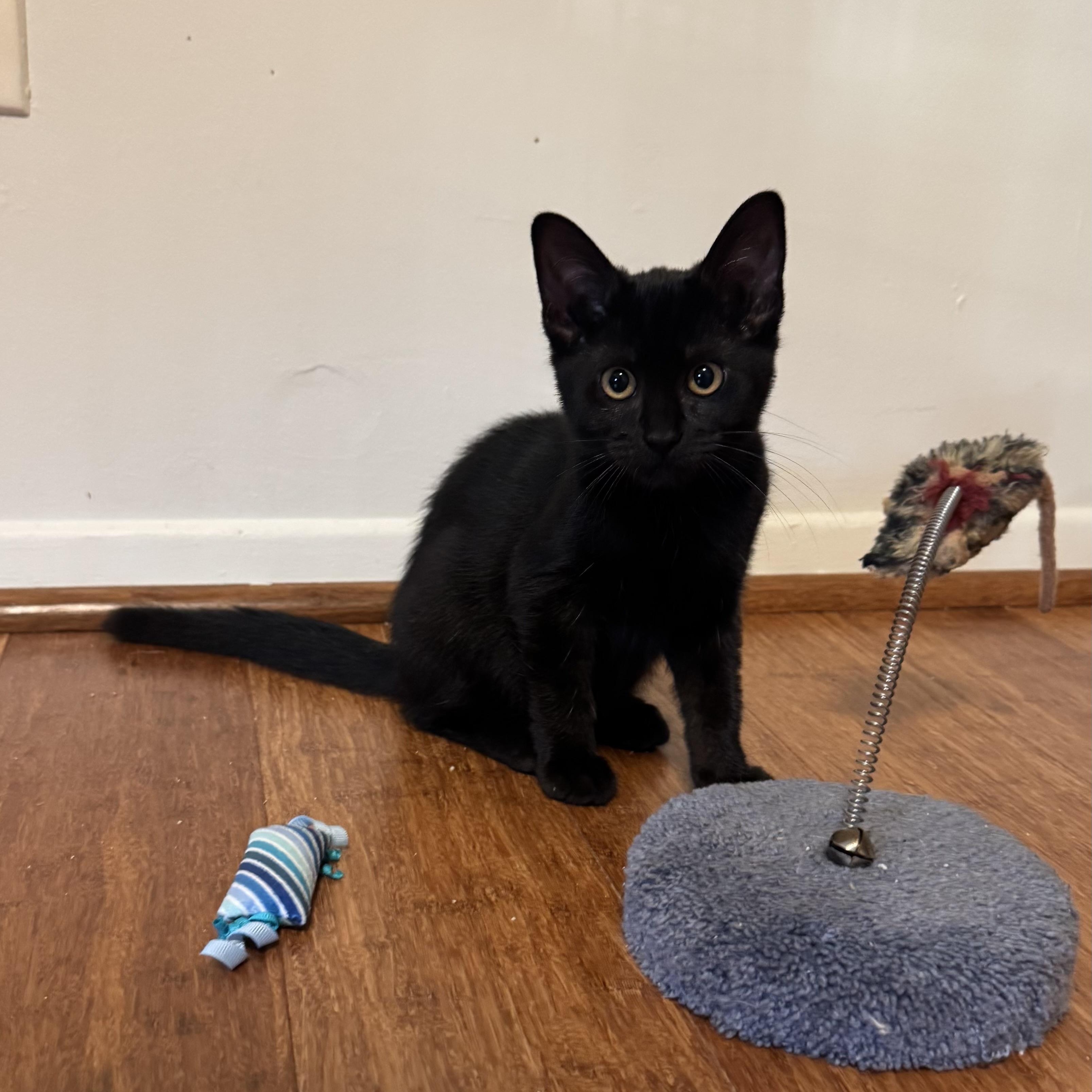 Enlarge Luna, a ADOPTABLE Domestic Short Hair in East Northport, NY image 2/6