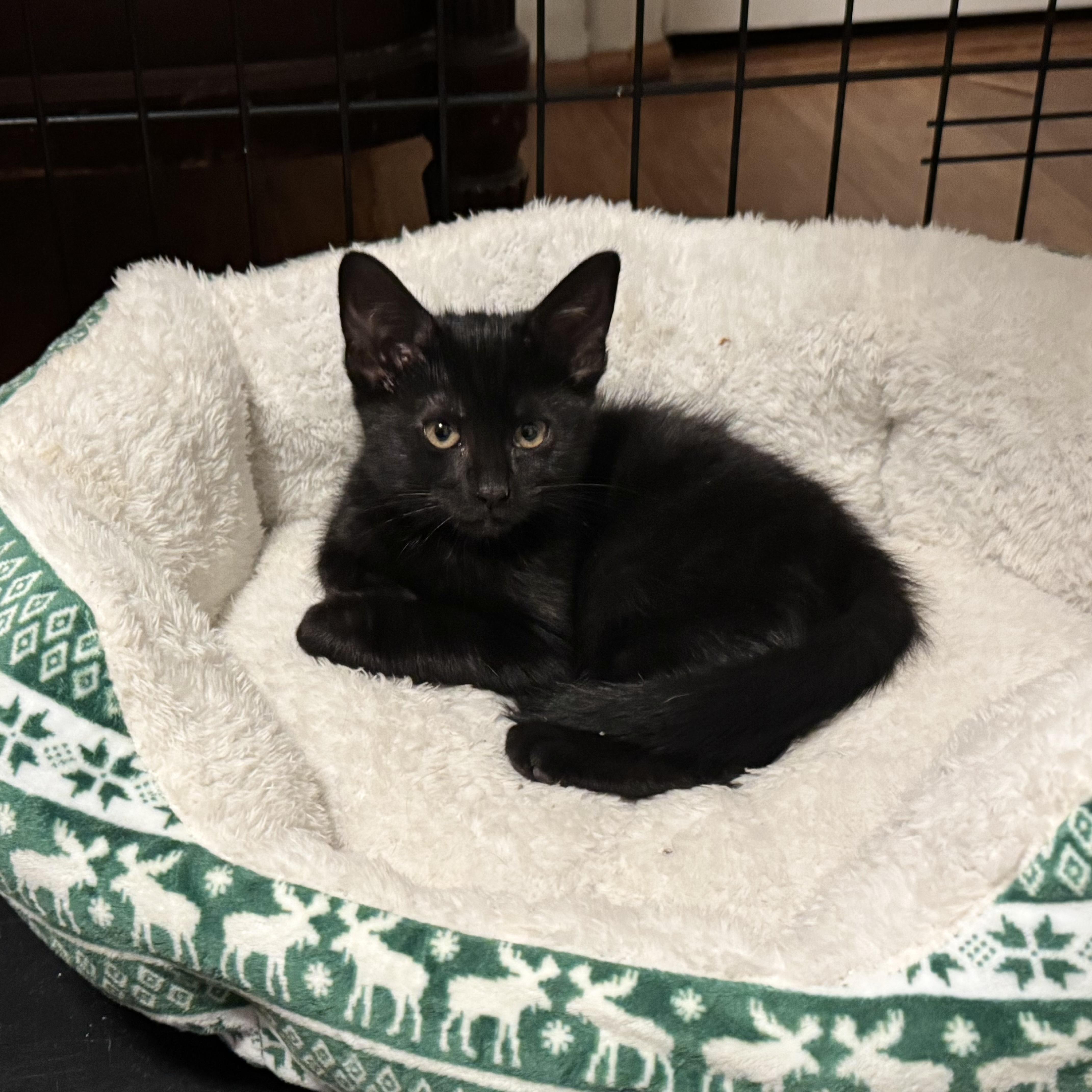 Enlarge Luna, a ADOPTABLE Domestic Short Hair in East Northport, NY image 3/6