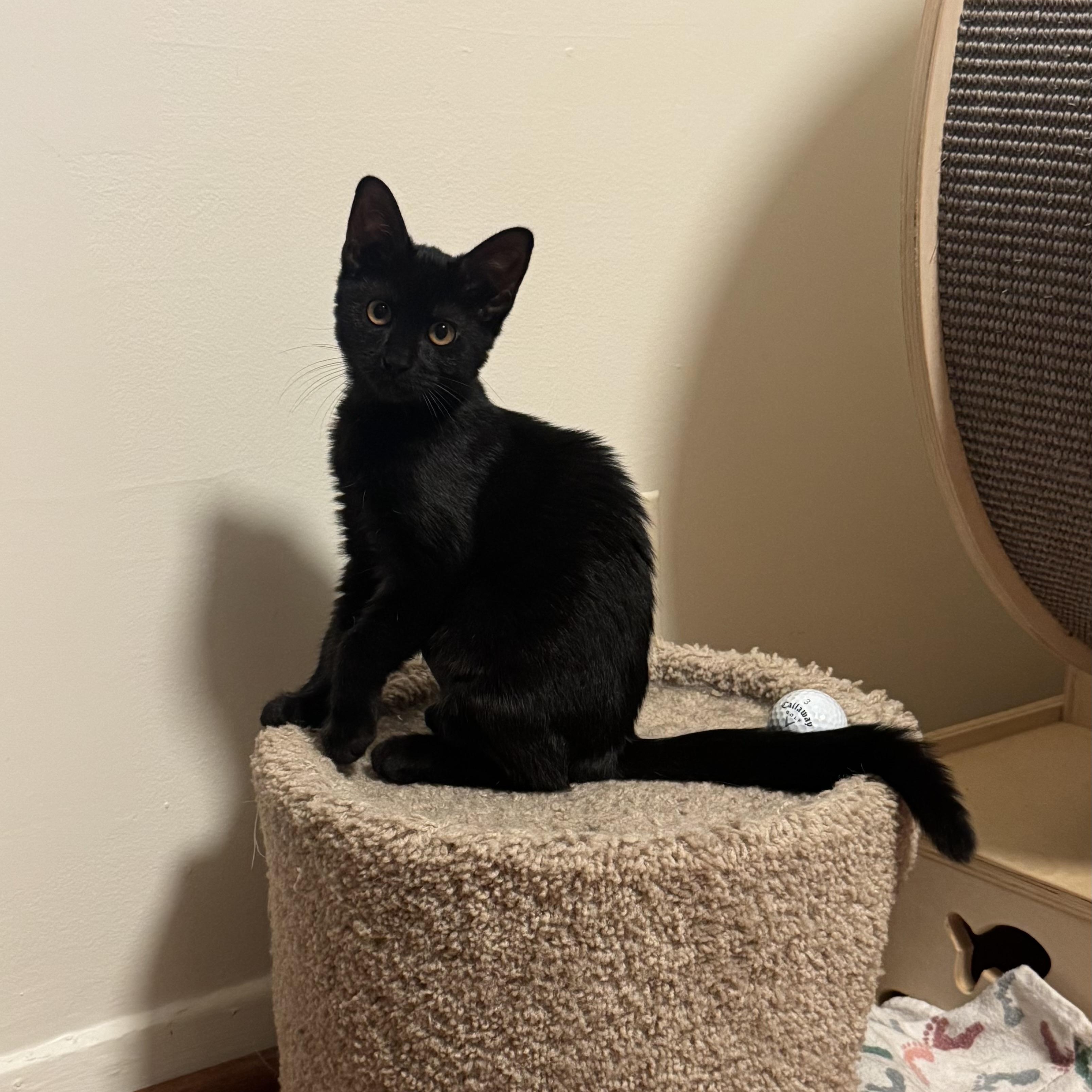 Enlarge Luna, a ADOPTABLE Domestic Short Hair in East Northport, NY image 6/6