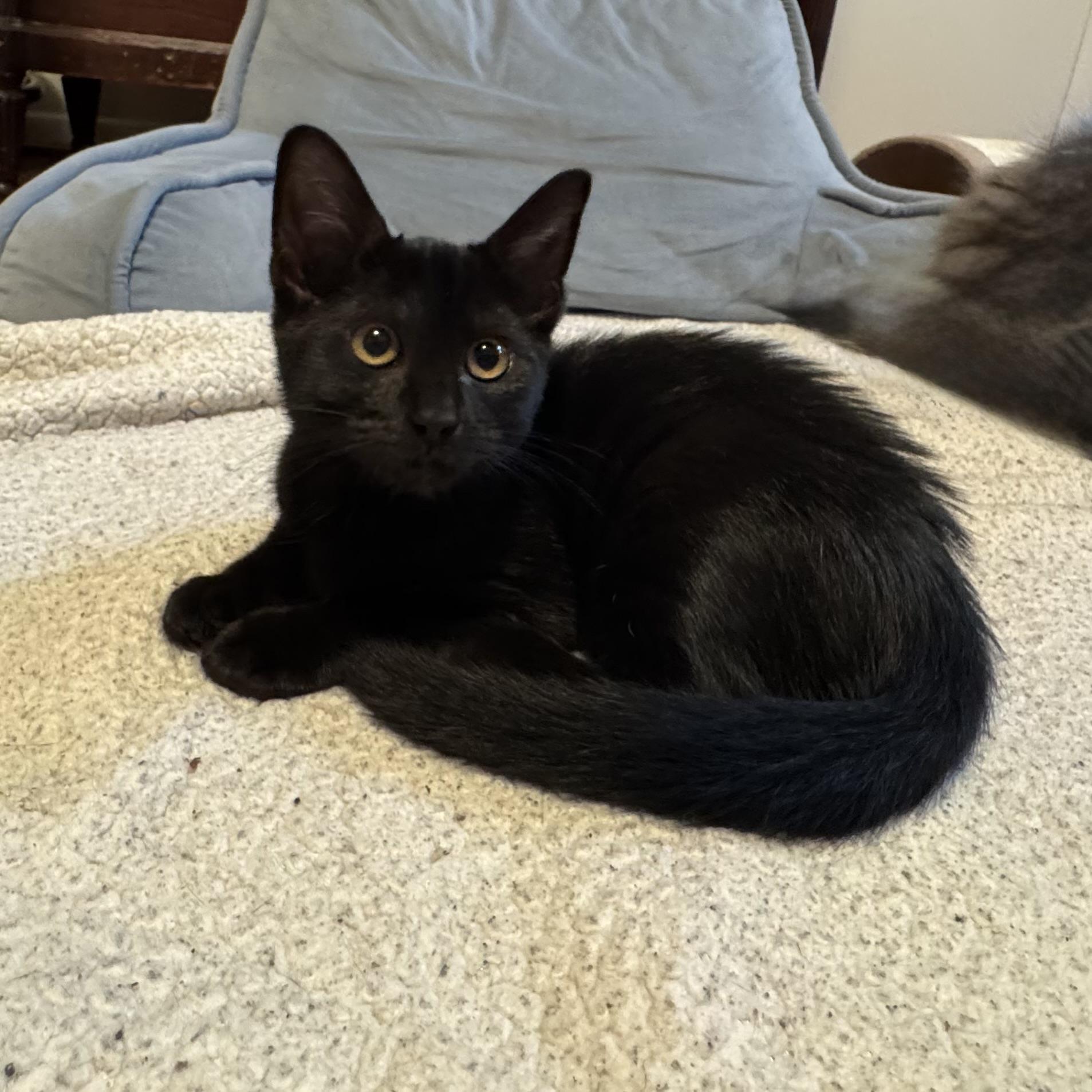Enlarge Luna, a ADOPTABLE Domestic Short Hair in East Northport, NY image 4/6