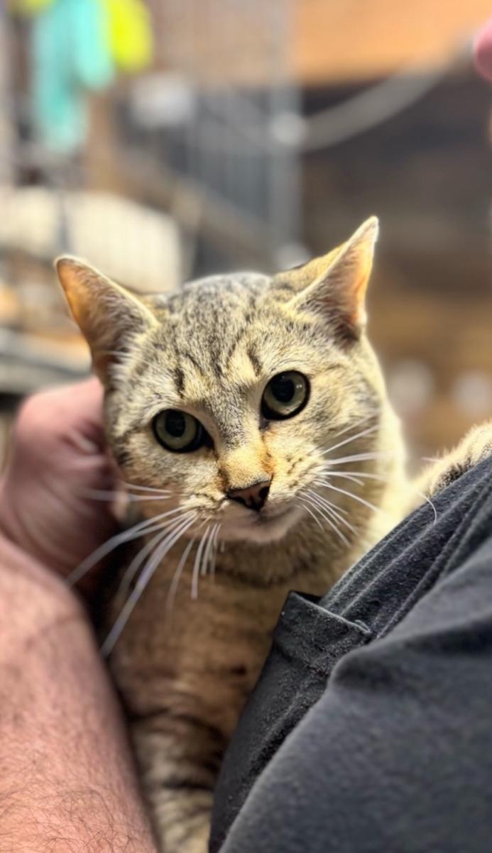 Enlarge Lennon, a ADOPTABLE mixed breed in Concord, NC image 2/5