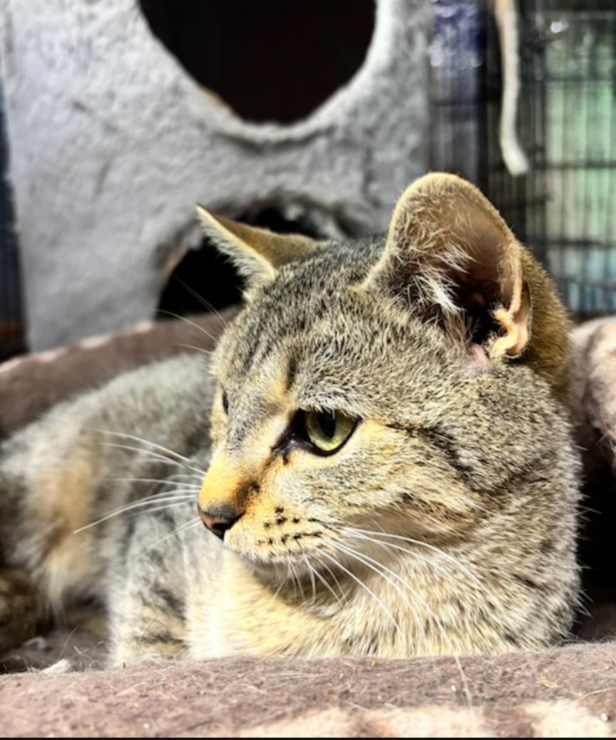 Enlarge Lennon, a ADOPTABLE mixed breed in Concord, NC image 4/5