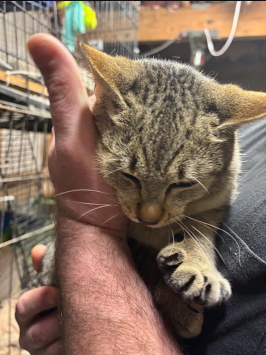 Enlarge Lennon, a ADOPTABLE mixed breed in Concord, NC image 5/5