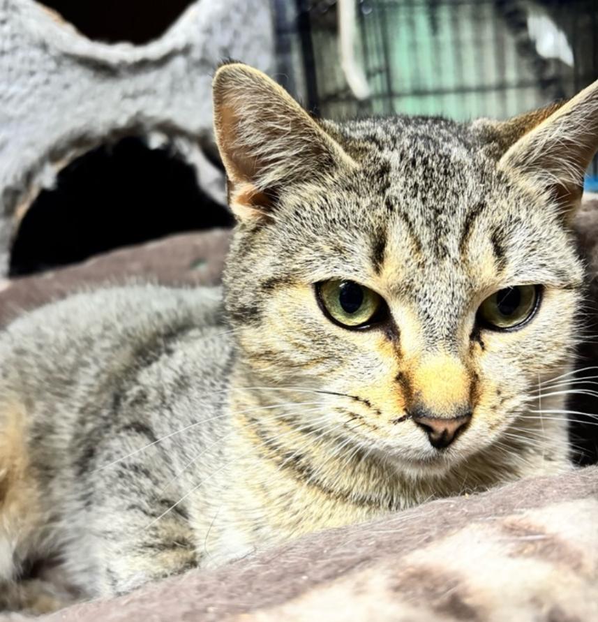 Enlarge Lennon, a ADOPTABLE mixed breed in Concord, NC image 3/5