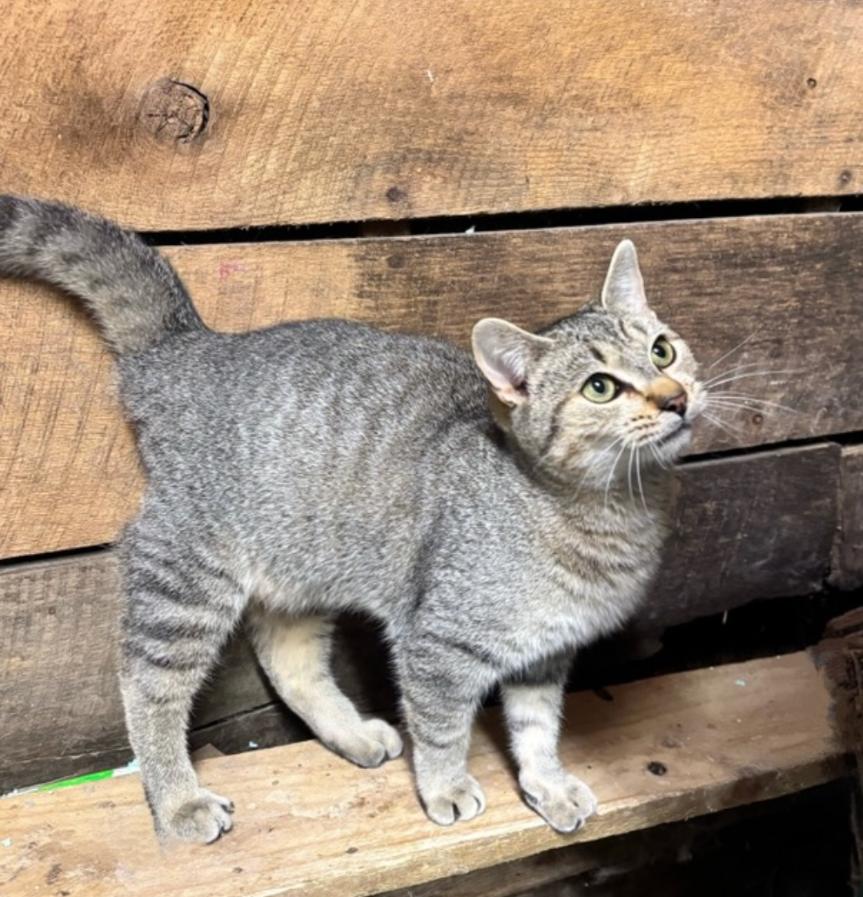 Lennon, ADOPTABLE, Young Male Tabby.