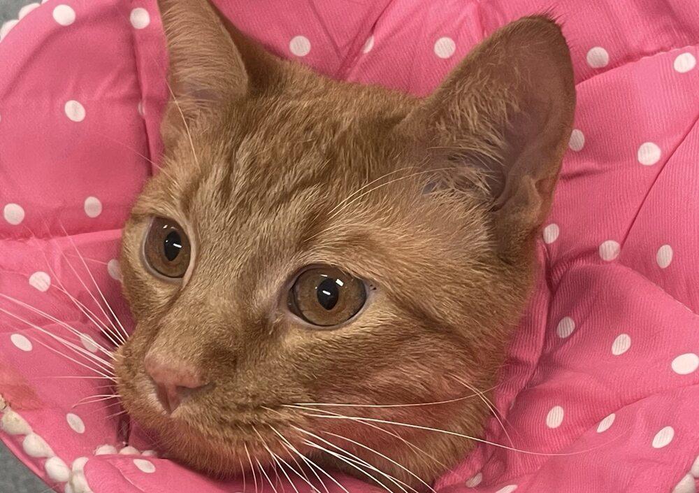Punkin, Adoptable, Young Male Domestic Short Hair.