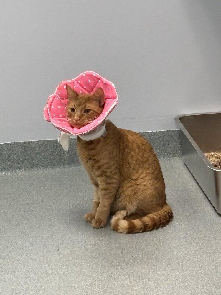 Enlarge Punkin, a Adoptable Domestic Short Hair in Trenton, ME image 2/2