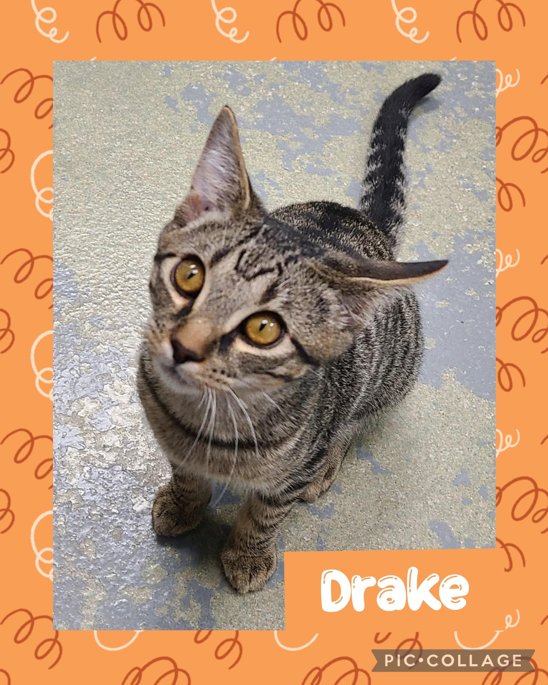 Drake, Young Male Domestic Short Hair