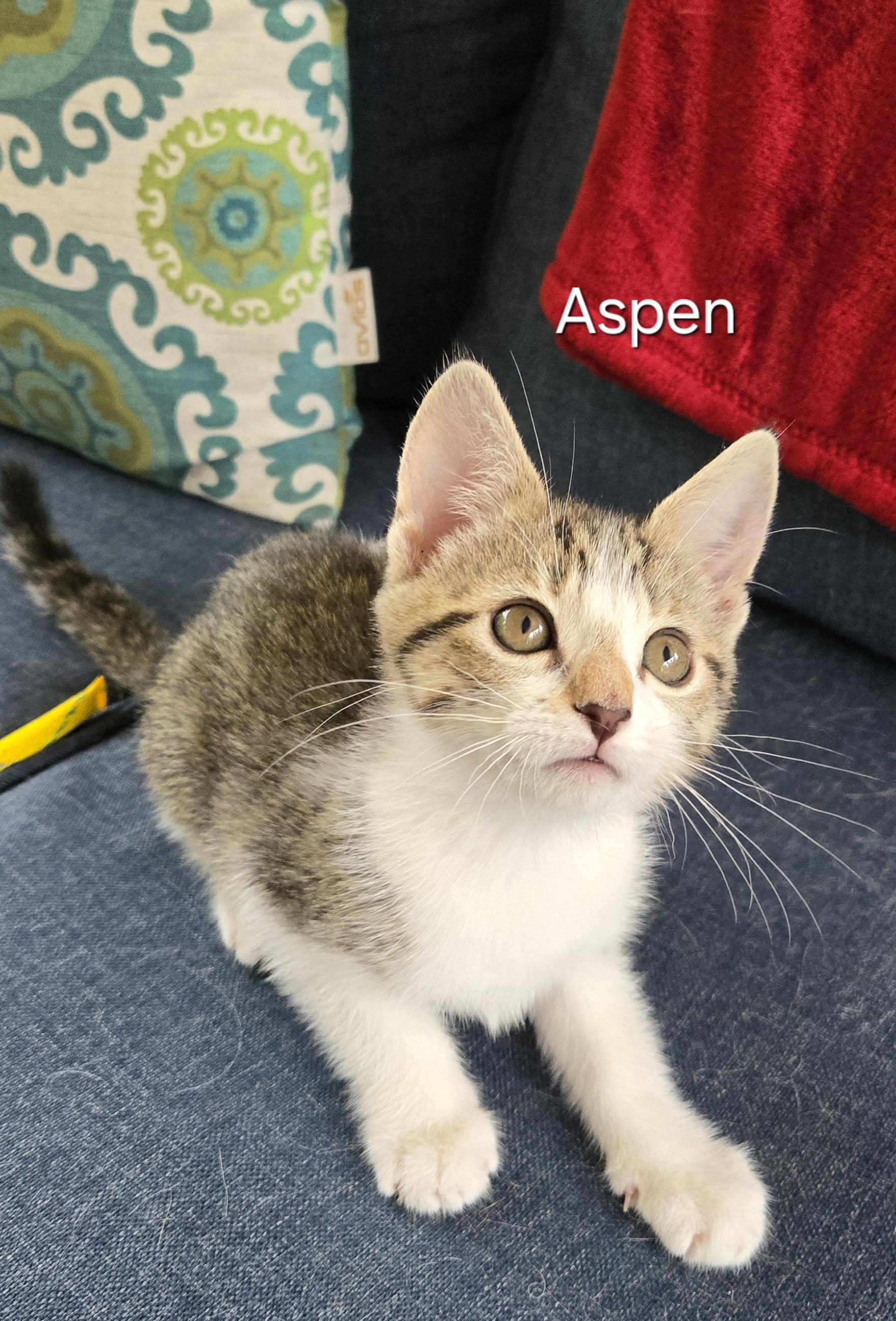 Enlarge Aspen, a Adopted Domestic Short Hair in Franklin, NC image 1/1