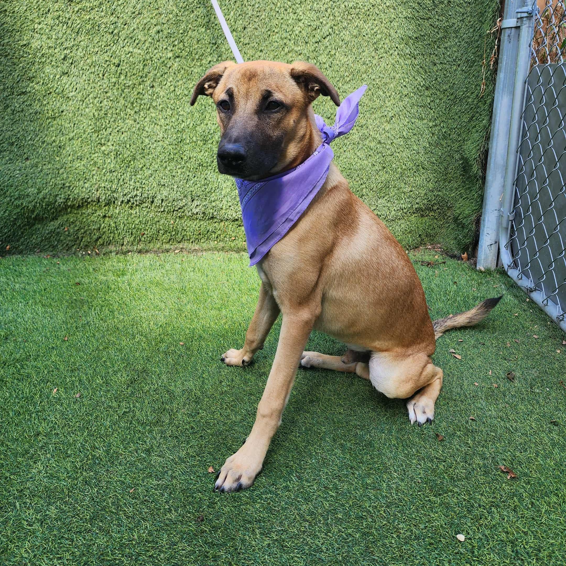 Turk — thumbnail 2