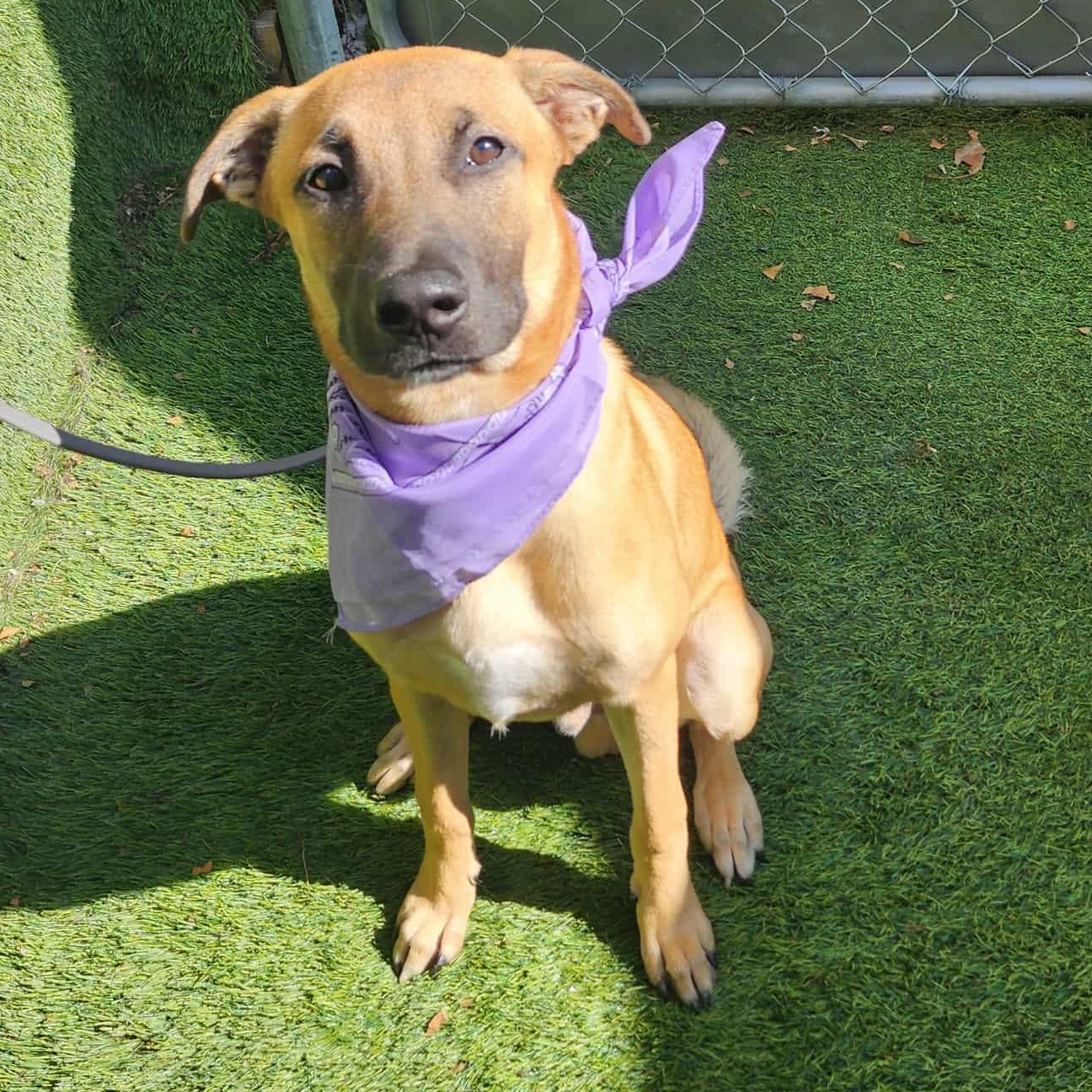 Turk — thumbnail 3