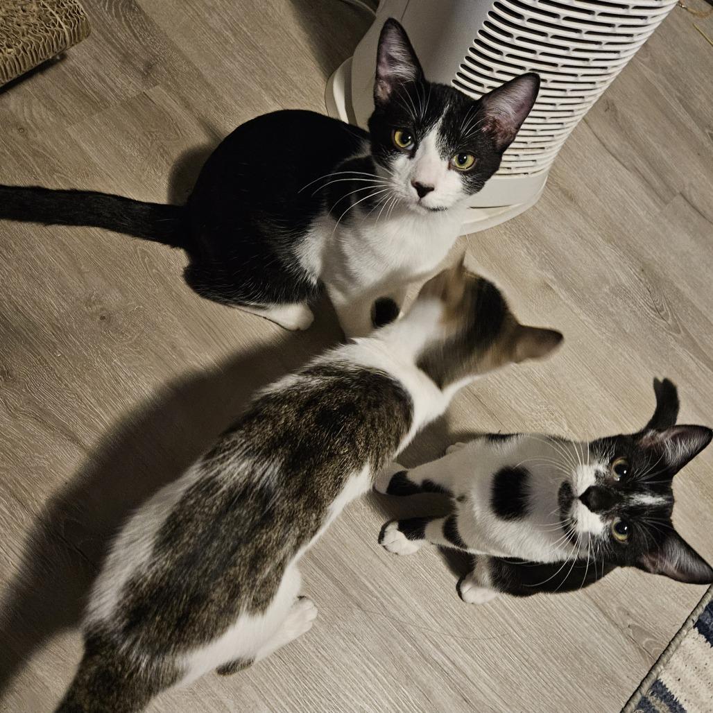 Miro, Adoptable, Young Male Domestic Short Hair.