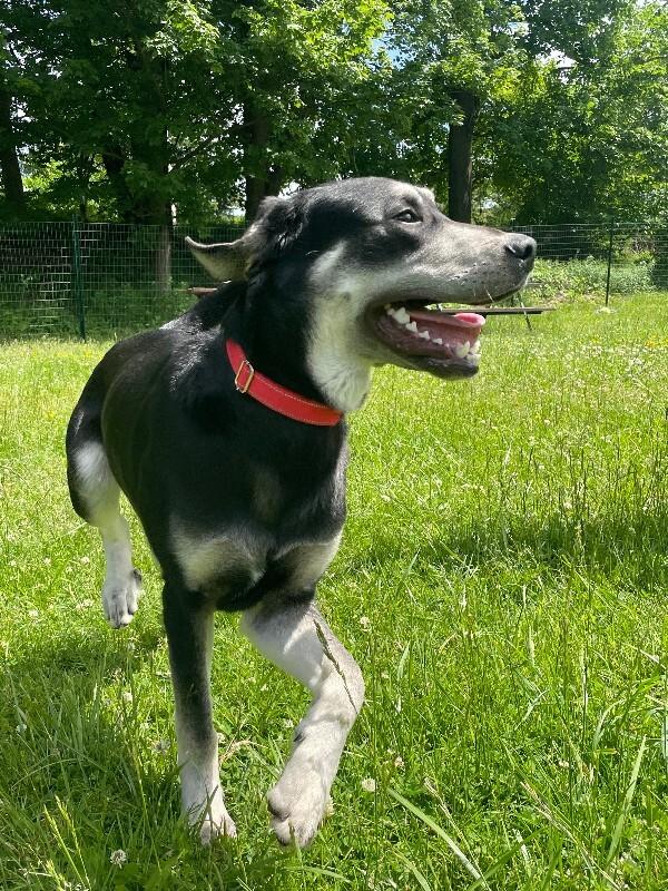 Enlarge Nubian, a Adoptable mixed breed in Cortland, NY image 1/6