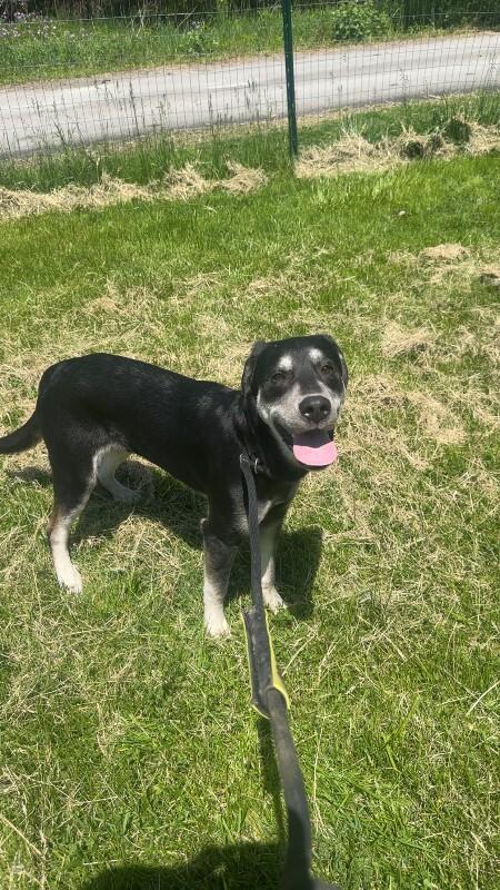Nubian, Adoptable, Young Male Hound & Mixed Breed.