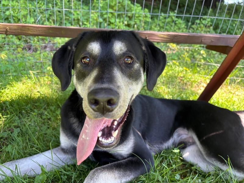 Enlarge Nubian, a Adoptable mixed breed in Cortland, NY image 2/6
