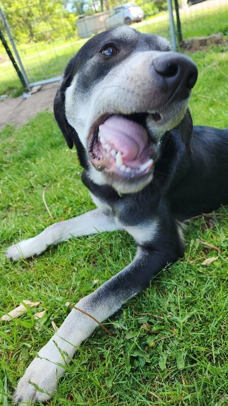 Nubian, a Adoptable mixed breed in Cortland, NY image 2/6