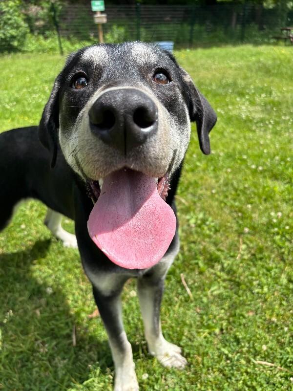 Enlarge Nubian, a Adoptable mixed breed in Cortland, NY image 2/6