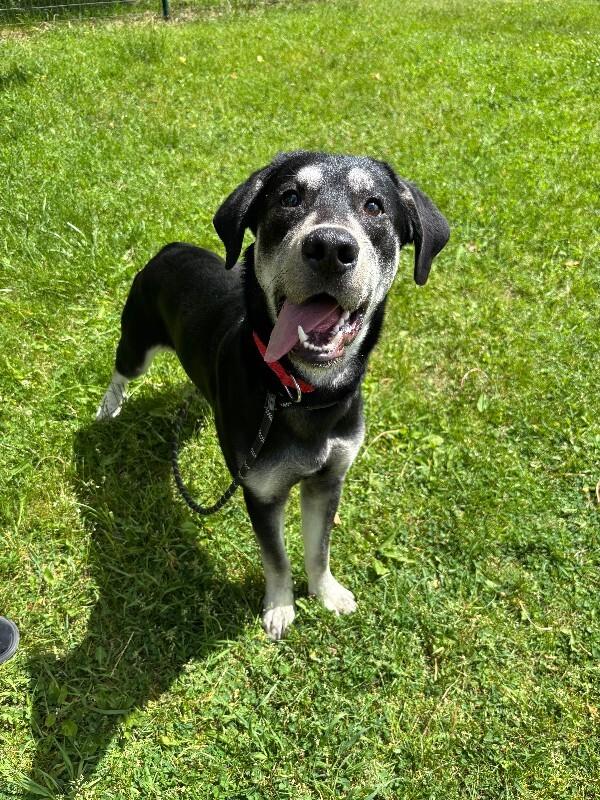Enlarge Nubian, a Adoptable mixed breed in Cortland, NY image 3/6