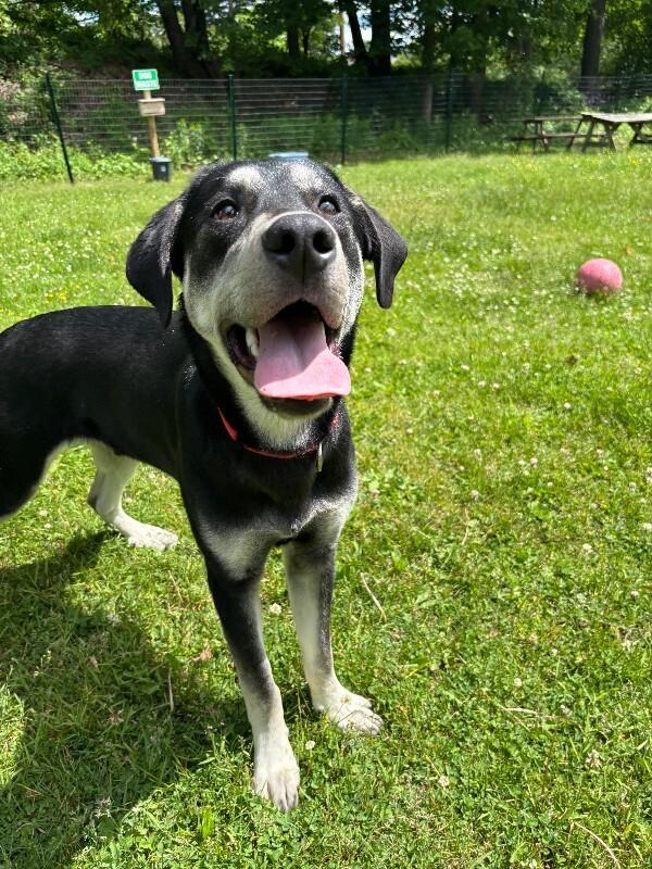 Enlarge Nubian, a Adoptable mixed breed in Cortland, NY image 4/6