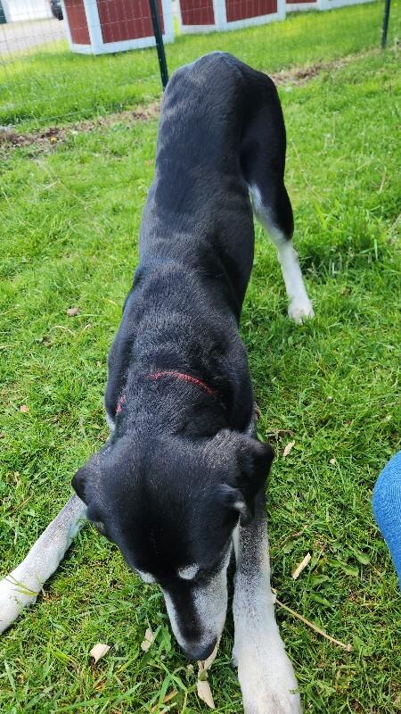 Nubian, a Adoptable mixed breed in Cortland, NY image 3/6