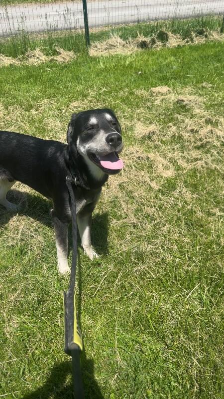Nubian, a Adoptable mixed breed in Cortland, NY image 4/6