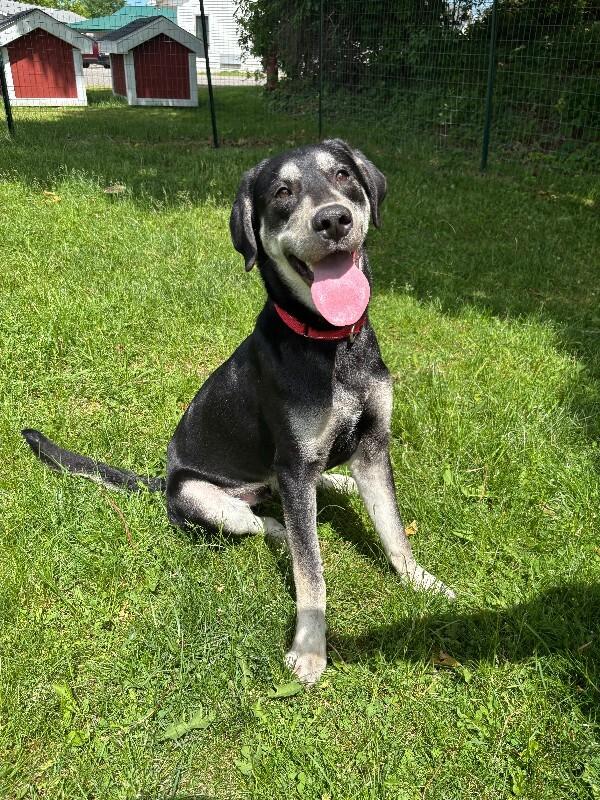 Enlarge Nubian, a Adoptable mixed breed in Cortland, NY image 5/6