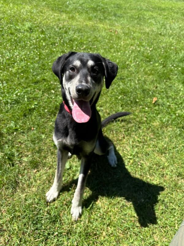Enlarge Nubian, a Adoptable mixed breed in Cortland, NY image 4/6