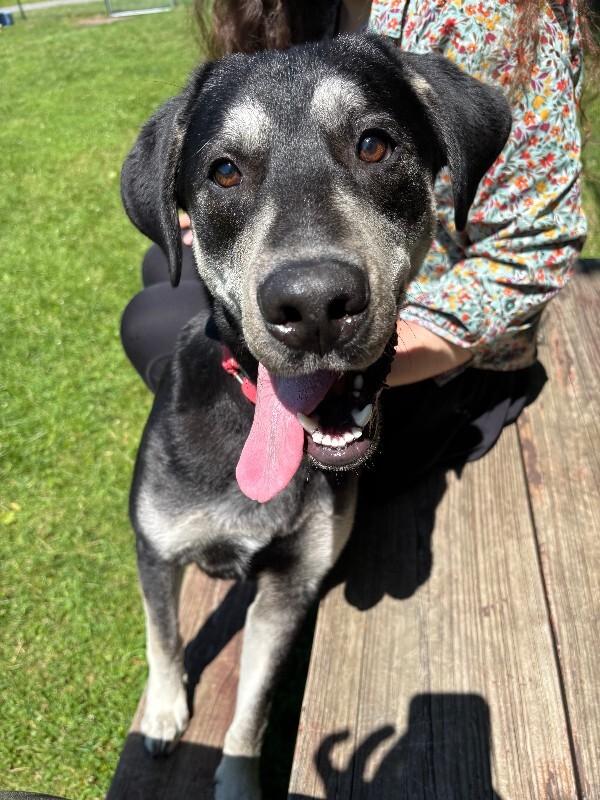 Enlarge Nubian, a Adoptable mixed breed in Cortland, NY image 5/6