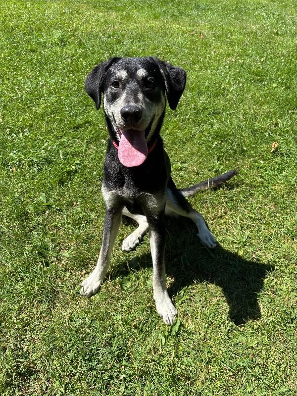 Enlarge Nubian, a Adoptable mixed breed in Cortland, NY image 6/6