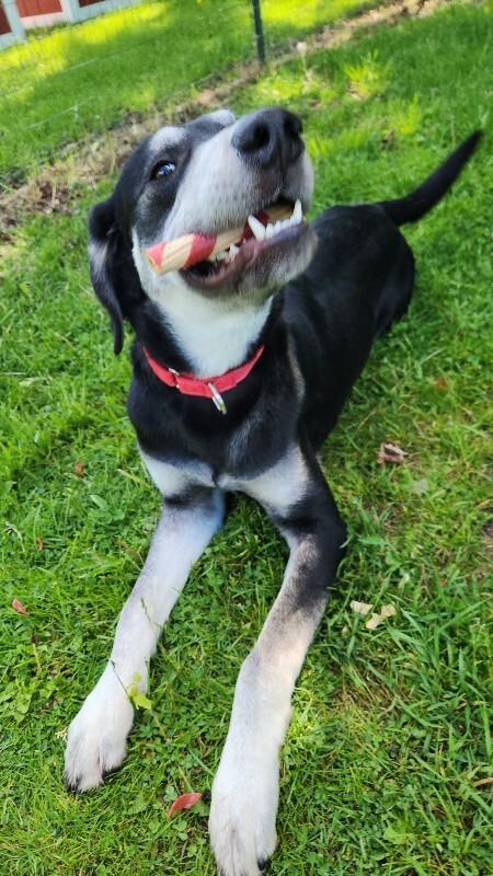 Nubian, a Adoptable mixed breed in Cortland, NY image 5/6