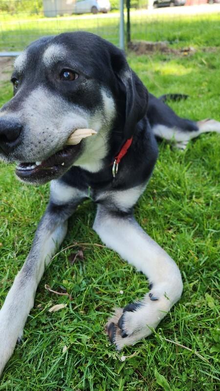 Nubian, a Adoptable mixed breed in Cortland, NY image 6/6