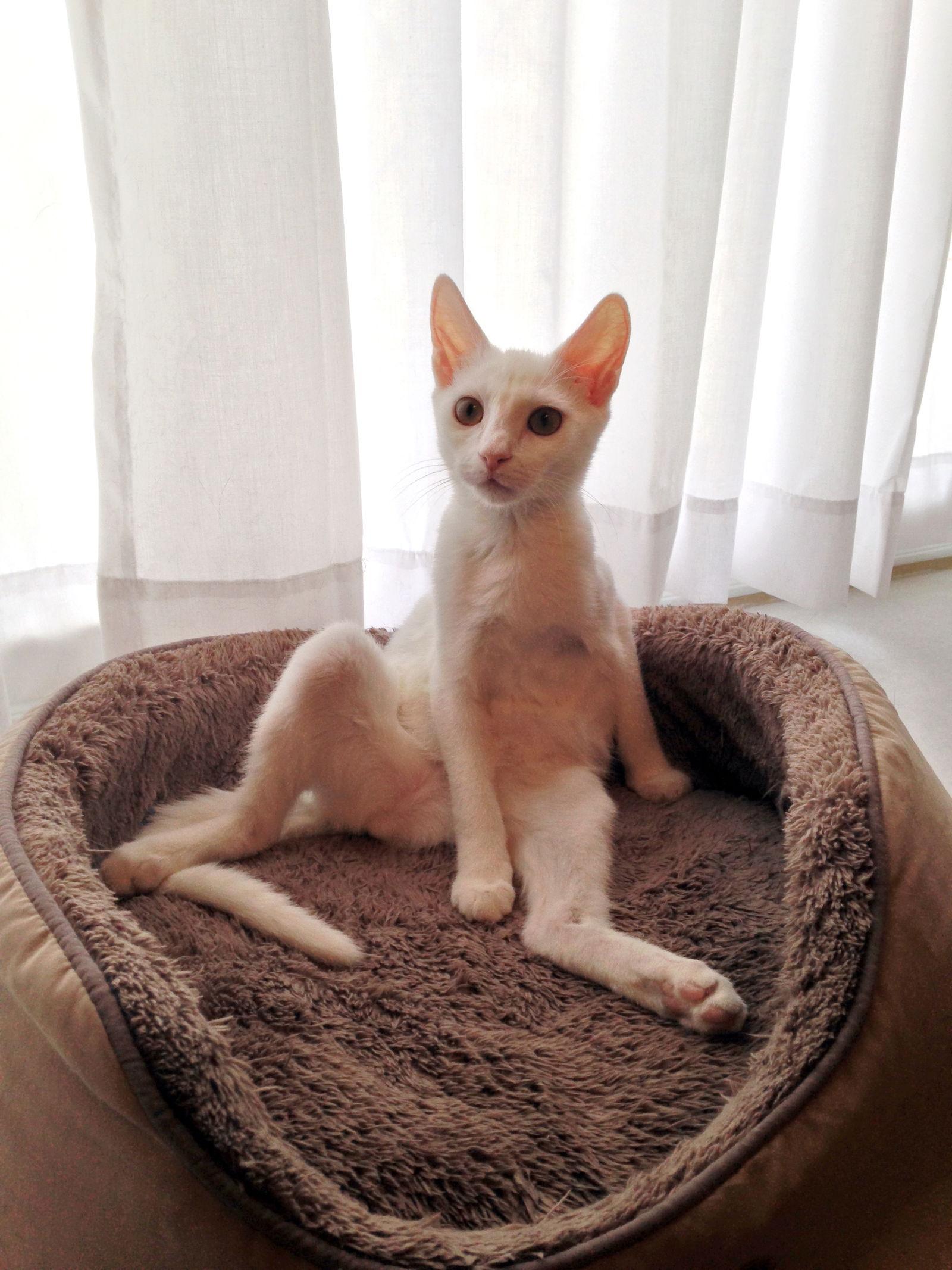 Ellie Mae, Adoptable, Adult Female Domestic Short Hair.