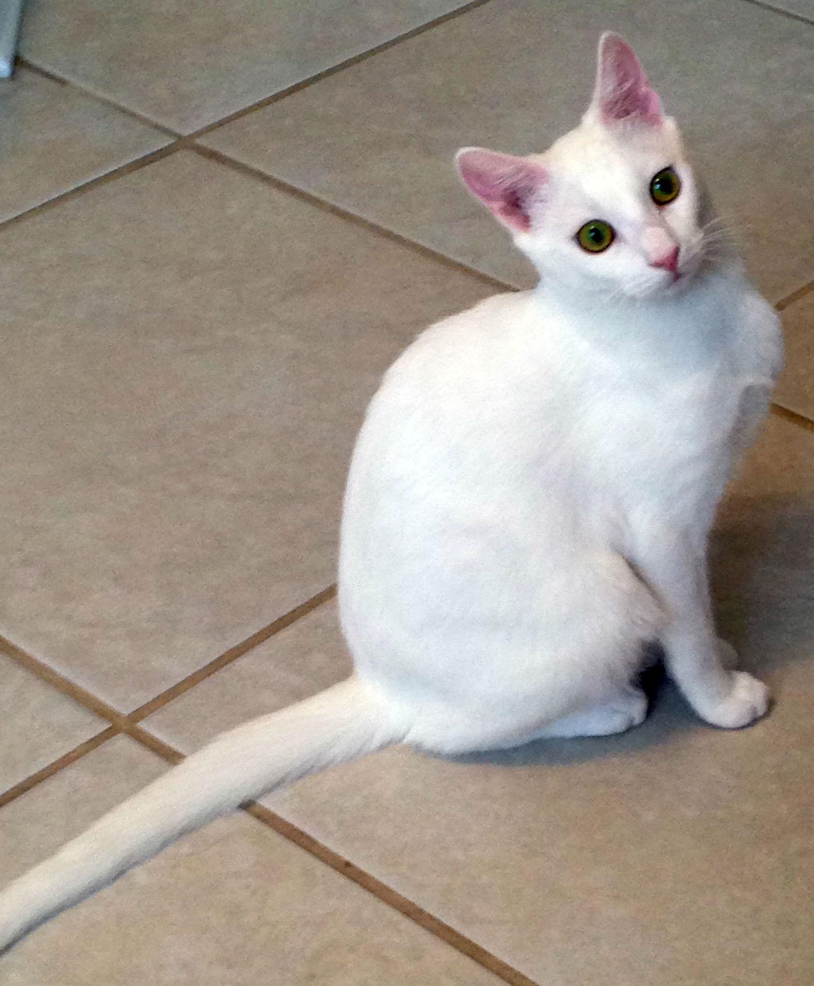 Enlarge Ellie Mae, a Adoptable Domestic Short Hair in Alvin, TX image 2/6