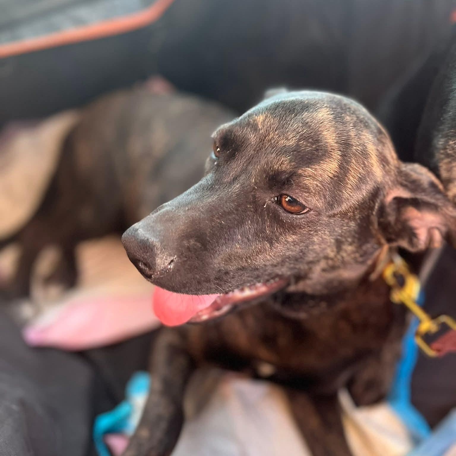 Enlarge Leah, a Adoptable Black Labrador Retriever in Palm Desert, CA image 1/6