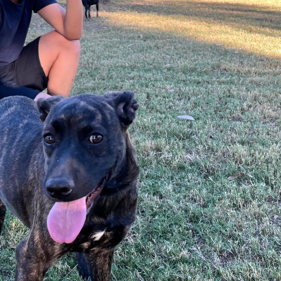 Enlarge Leah, a Adoptable Black Labrador Retriever in Palm Desert, CA image 2/6