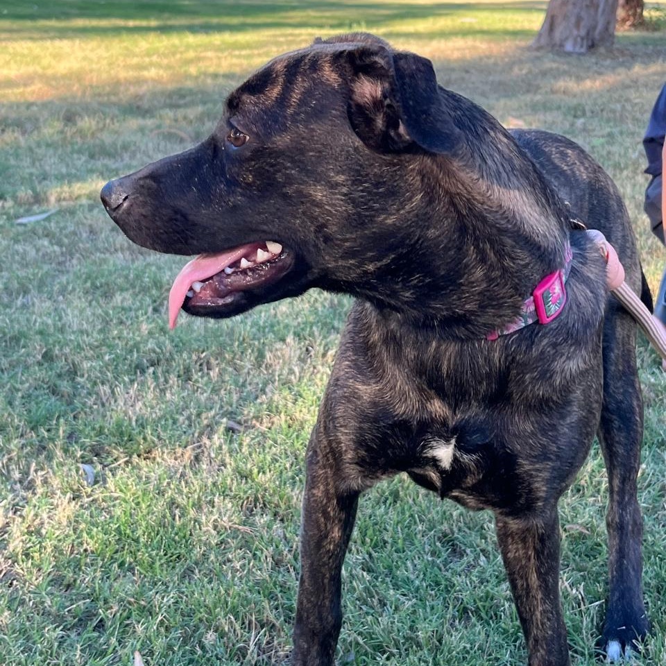 Enlarge Leah, a Adoptable Black Labrador Retriever in Palm Desert, CA image 3/6
