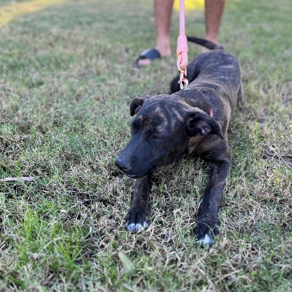 Enlarge Leah, a Adoptable Black Labrador Retriever in Palm Desert, CA image 4/6