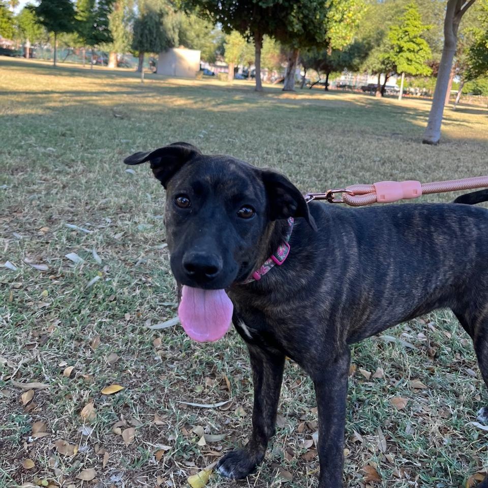 Enlarge Leah, a Adoptable Black Labrador Retriever in Palm Desert, CA image 5/6